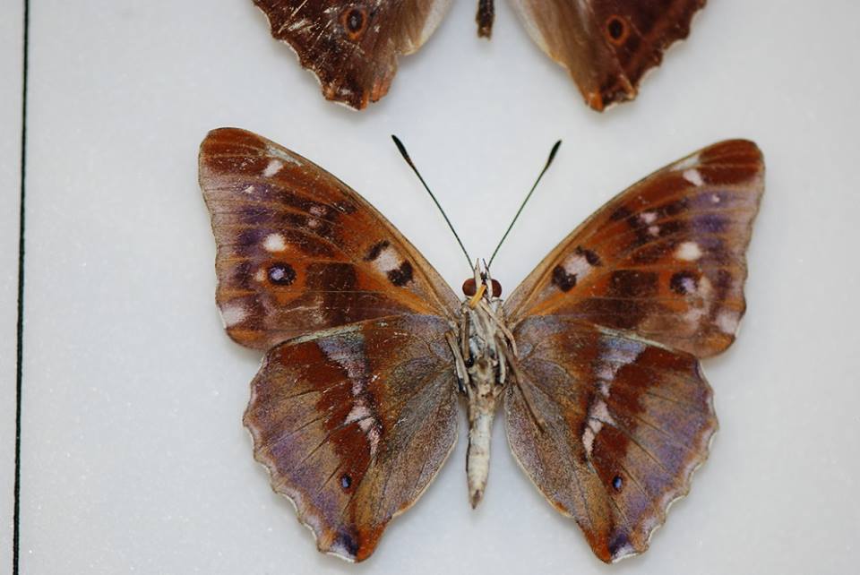 Apatura iris male (aberration) (Internet Image property of respective owner, non-commercial use only)
